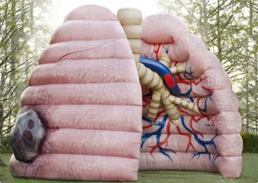 Large Inflatable Realistic Lung Model for Display