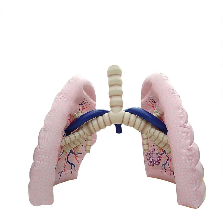 Large Inflatable Realistic Lung Model for Display