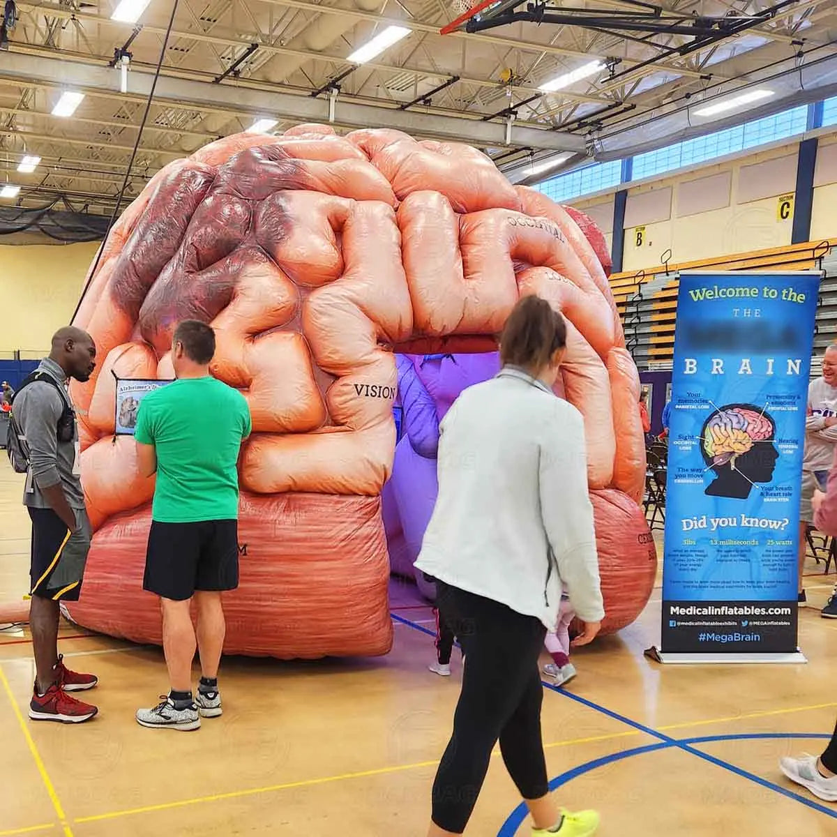 Modèle de cerveau gonflable pour expositions médicales et publicités