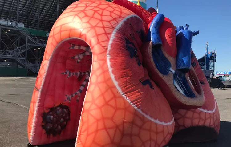 Custom Inflatable Lung and Heart Model