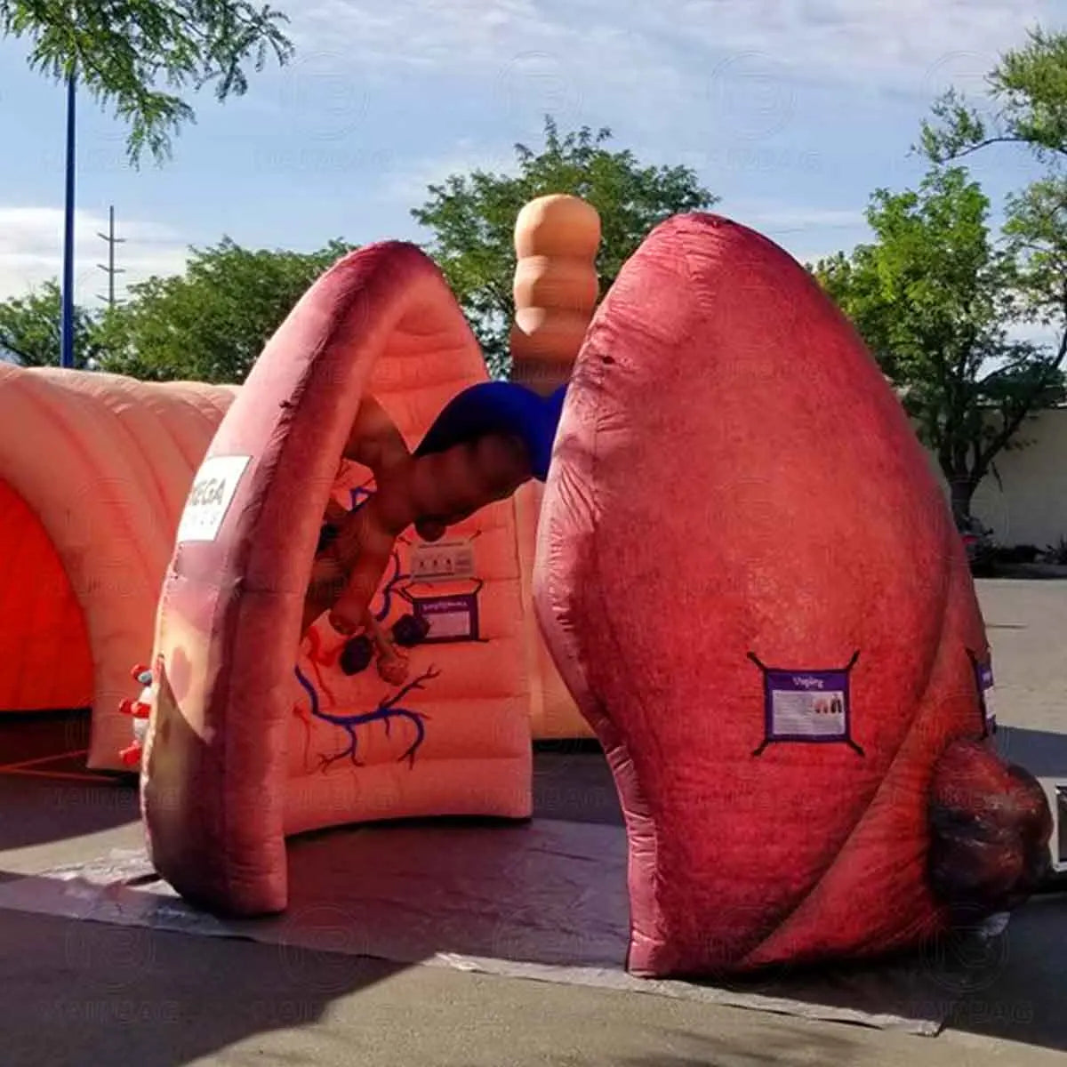 Giant Inflatable Lung Model for Medical Exhibitions