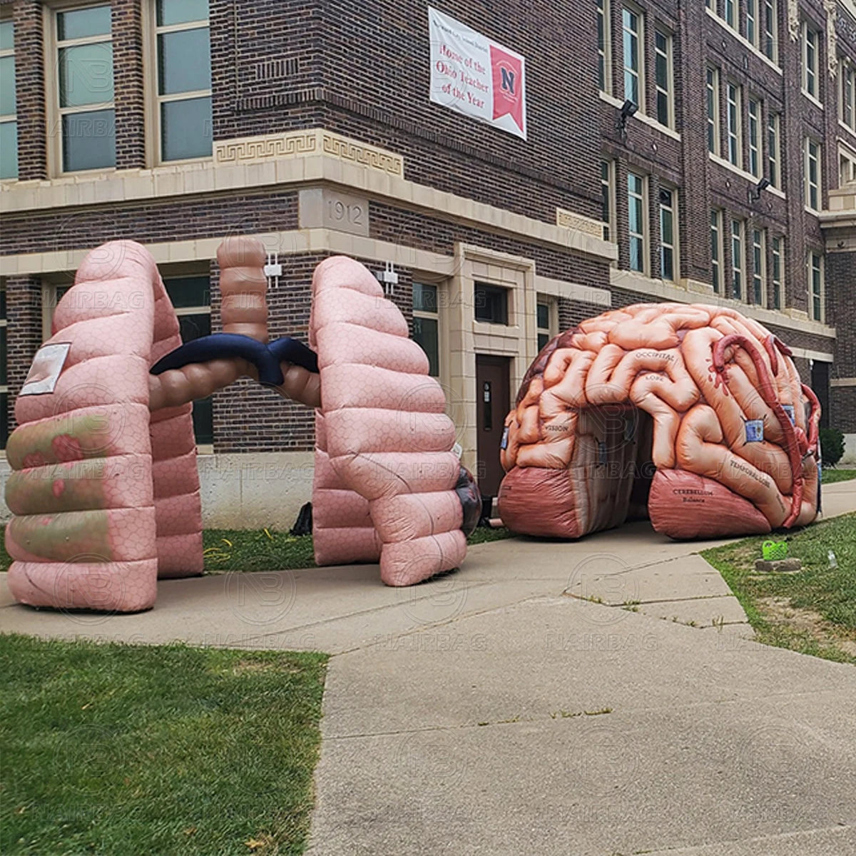 Giant Inflatable Lung Model for Medical Teaching Exhibits