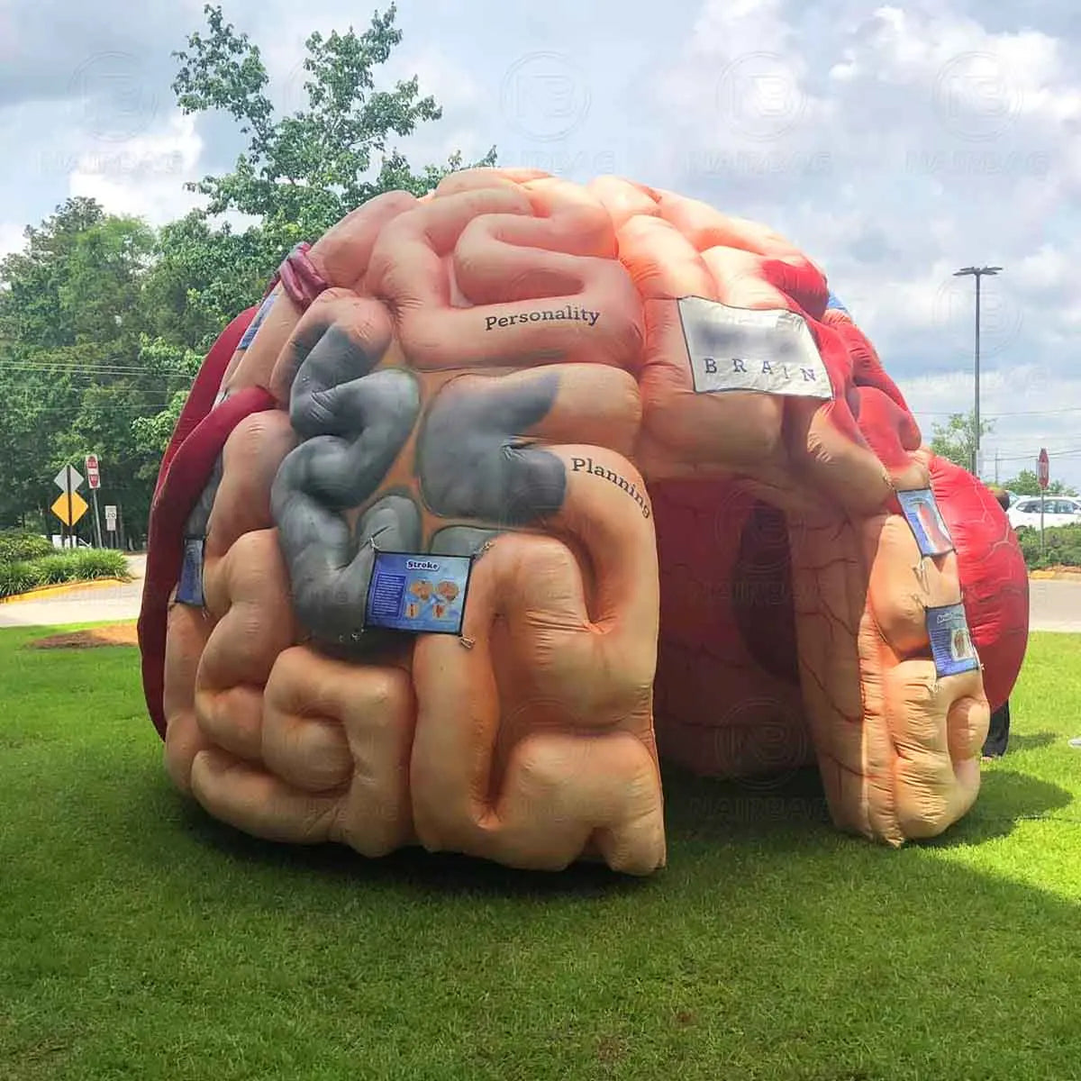 Modèle de cerveau gonflable pour expositions médicales et publicités