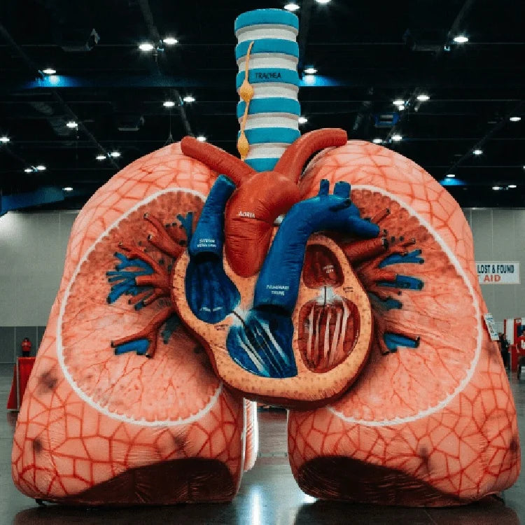 Custom Inflatable Lung and Heart Model