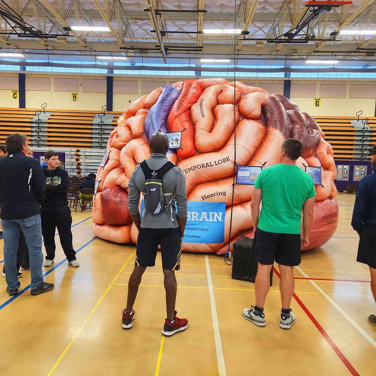 Modèle de cerveau gonflable pour expositions médicales et publicités