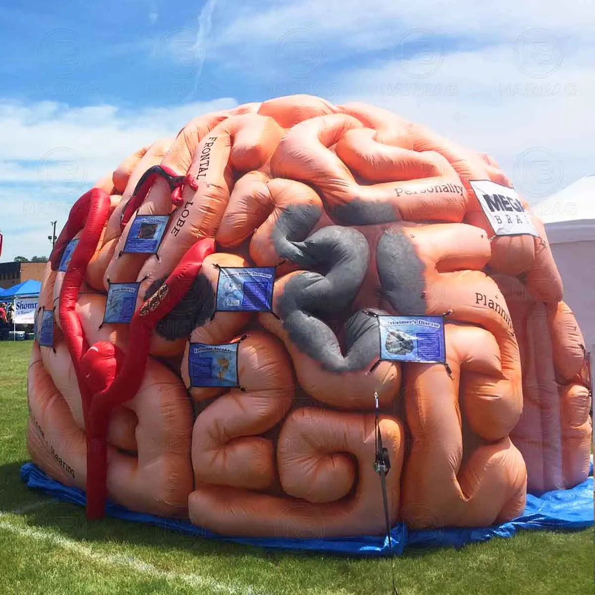 Inflatable Brain Model for Medical Exhibitions and Advertising