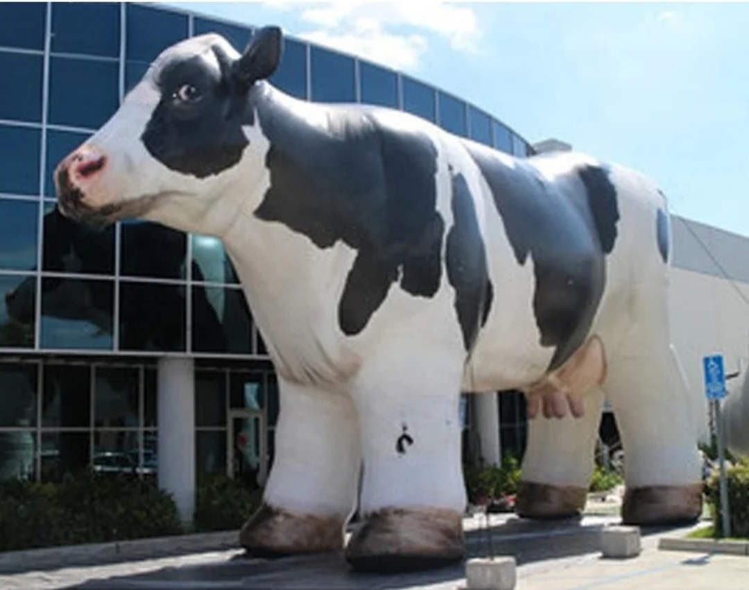 Inflatable Cow for Farm Promotion and Advertising